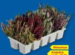 Lidl Heidekraut Calluna Vulgaris Angebot