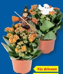 Lidl Halloween-Kalanchoe Angebot