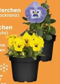 Globus Baumarkt Stiefmütterchen Angebot