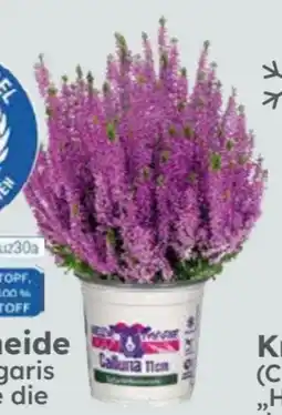 Globus Baumarkt Knospenheide Angebot