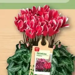 REWE Center Rewe Beste Wahl Alpenveilchen Angebot