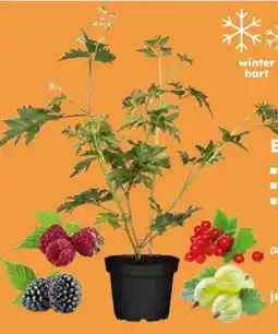 Globus Baumarkt Bio-Beerenobst Angebot