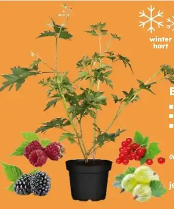 Globus Baumarkt Bio-Beerenobst Angebot