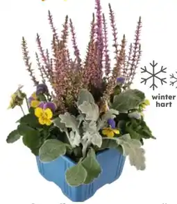 Globus Baumarkt Herbst Quattro Mix Angebot