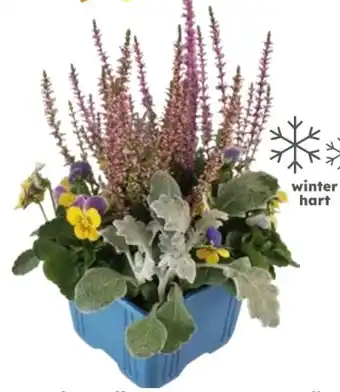 Globus Baumarkt Herbst Quattro Mix Angebot