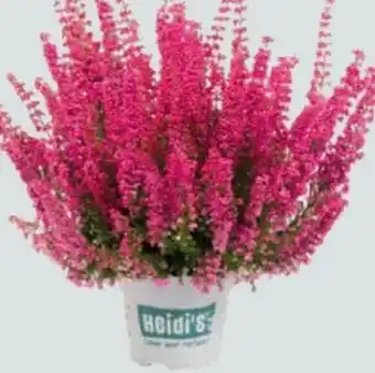 Globus Baumarkt Glockenheide Angebot