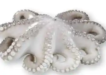 Scheck-in-Center Pulpo-Blume Angebot