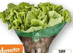 Edeka Unsere Heimat Echt & Gut Bio-Endivien Angebot