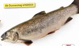 Edeka Saiblinge Angebot