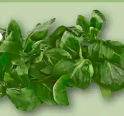 REWE Rewe Bio Feldsalat Angebot