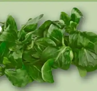 REWE Rewe Bio Feldsalat Angebot