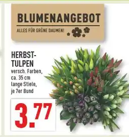 Marktkauf Herbst-tulpen Angebot