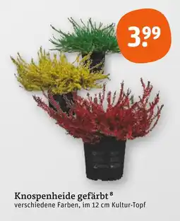 tegut Knospenheide gefärbt Angebot