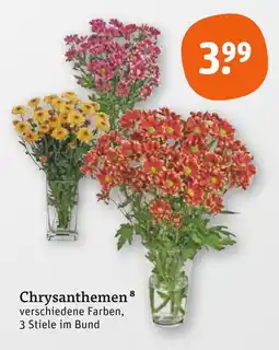 tegut Chrysanthemen Angebot