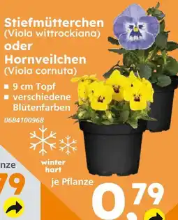 Globus Baumarkt Stiefmütterchen (viola wittrockiana) Angebot