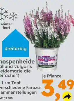 Globus Baumarkt Calluna vulgaris Angebot