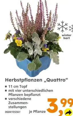Globus Baumarkt Herbstpflanzen „quattro“ Angebot