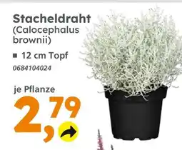 Globus Baumarkt Stacheldraht (calocephalus brownii) Angebot