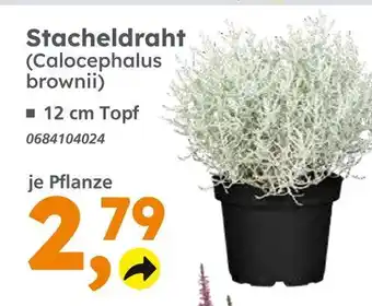 Globus Baumarkt Stacheldraht (calocephalus brownii) Angebot