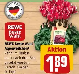 REWE Rewe beste wahl alpenveilchen Angebot