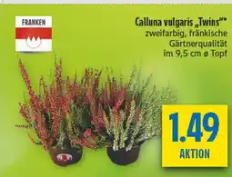 diska Franken calluna vulgaris 'twins' Angebot