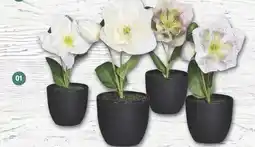 Famila Nord West Christrose ca. 19 cm Angebot