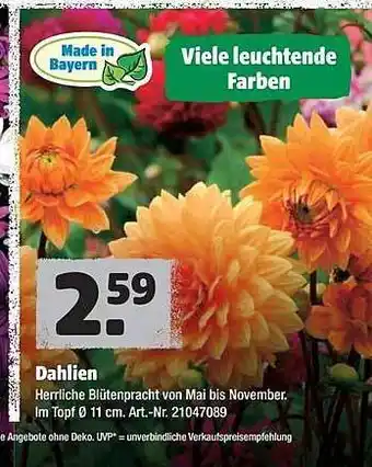 Hagebau Dahlien Angebot