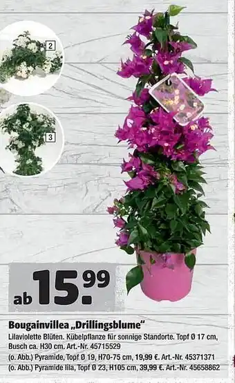 Hagebau Bougainvillea „Drillingsblume” Angebot