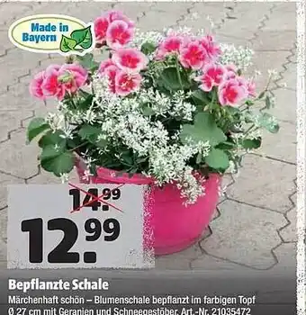 Hagebau Bepflanzte Schale Angebot