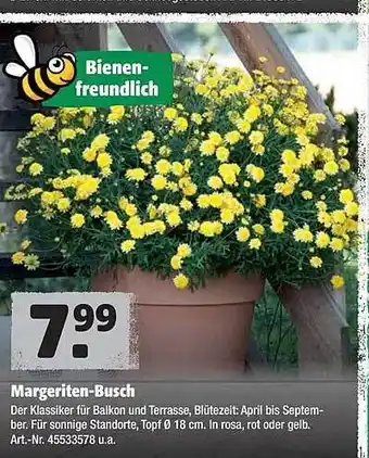 Hagebau Margeriten Busch Angebot