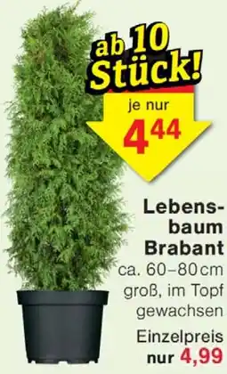 Wiglo Wunderland Lebensbaum Brabant Angebot