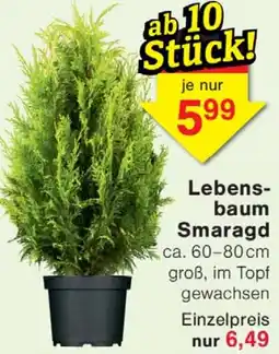 Wiglo Wunderland Lebensbaum Smaragd Angebot