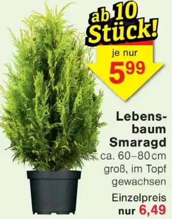 Wiglo Wunderland Lebensbaum Smaragd Angebot