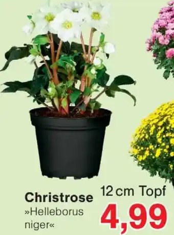 Wiglo Wunderland Christrose Angebot