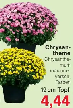 Wiglo Wunderland Chrysantheme Angebot