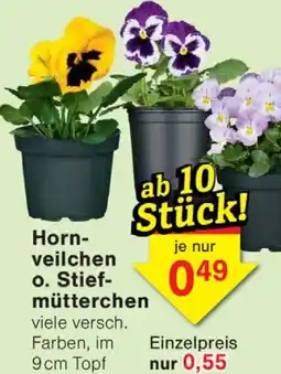 Wiglo Wunderland Hornveilchen o. Stiefmütterchen Angebot