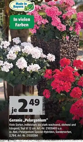 Hagebau Geranie „Pelargonium” Angebot