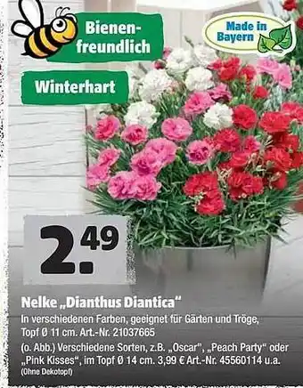 Hagebau Nelke „Dianthus Diantica” Angebot