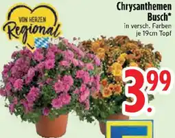 Edeka Chrysanthemen Busch Angebot