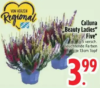 Edeka Calluna ,,Beauty Ladies" Five Angebot