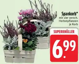 Edeka Spankorb Angebot