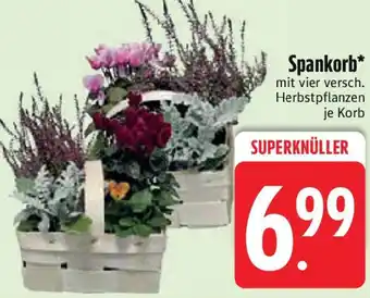 Edeka Spankorb Angebot