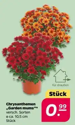 NETTO Chrysanthemen „Garden mums“ Angebot