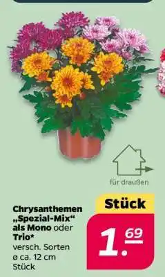 NETTO Chrysanthemen „Spezial-Mix“ als Mono oder Trio Angebot