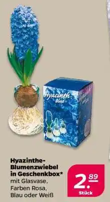NETTO Hyazinthe-Blumenzwiebel in Geschenkbox Angebot