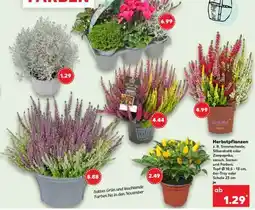 Kaufland Herbstpflanzen Angebot