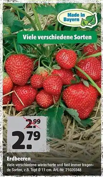 Hagebau Erdbeeren Angebot