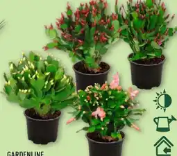 Aldi Nord Gardenline Weihnachtskaktus Angebot