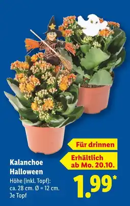 Lidl Kalanchoe halloween Angebot