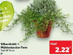 Kaufland Silberdraht + Mühlenbeckie-Twin Angebot